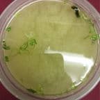 Best Miso Soup in Highwood, IL